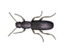 Sawtoothed & Merchant Grain Beetles