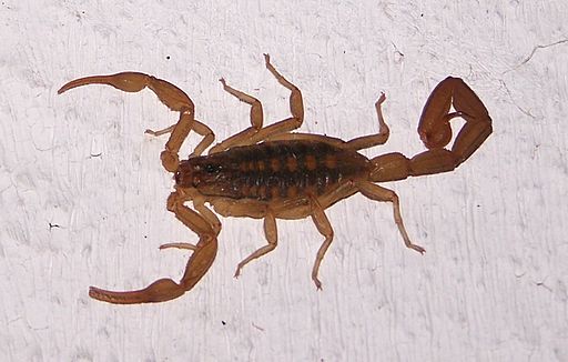 Scorpion