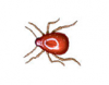 Shiny Spider Beetle