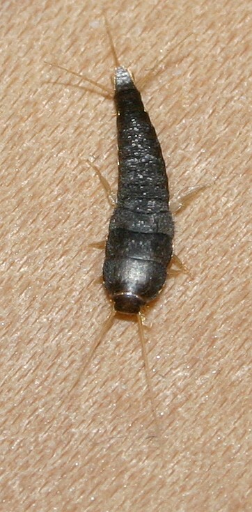 Silverfish