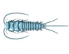 Silverfish