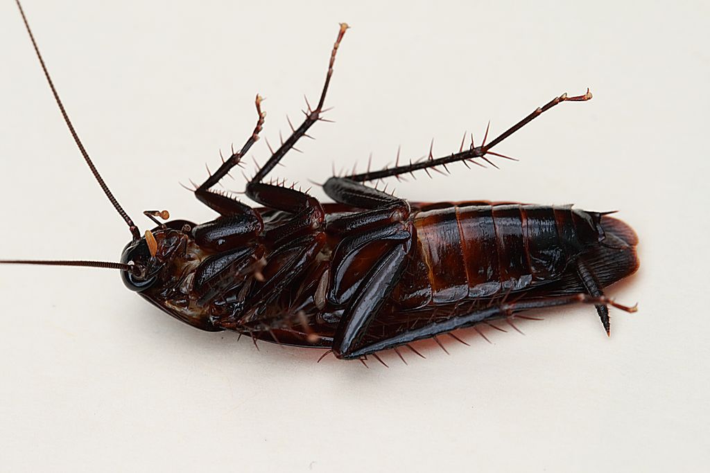 Smoky Brown Cockroach