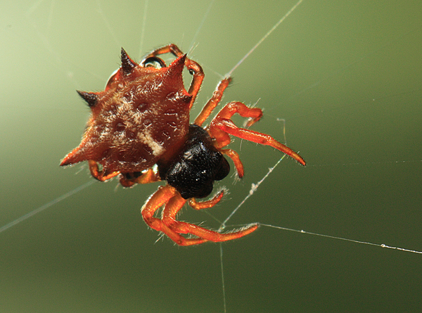 Spiny-backed Orb Weaver Spider