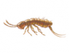 Springtail