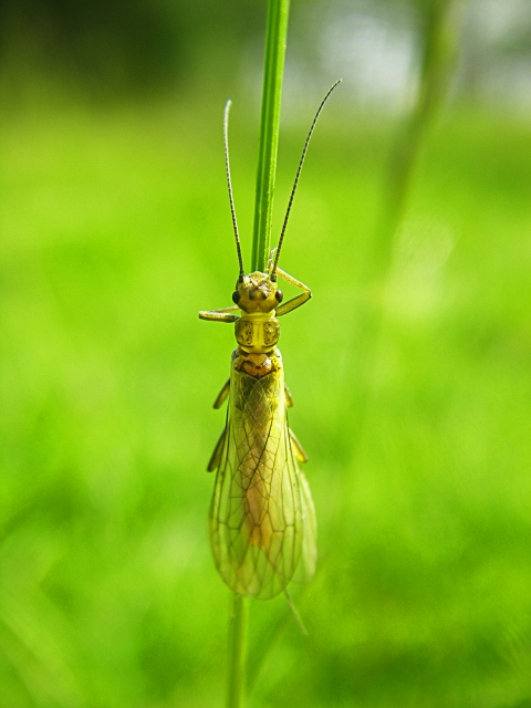 Stonefly