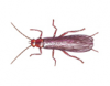 Stonefly