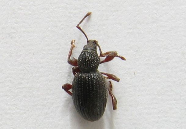 Strawberry Root Weevil