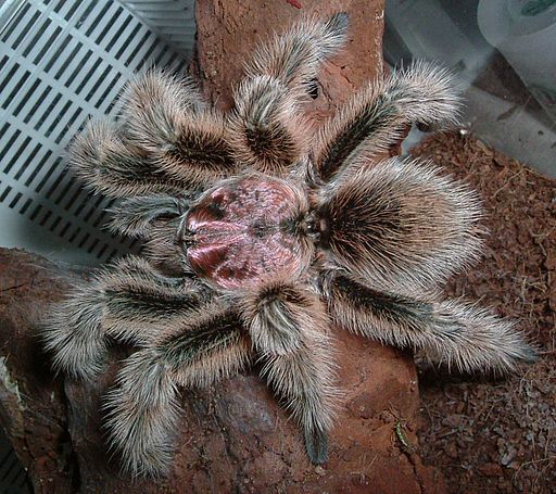 Tarantula