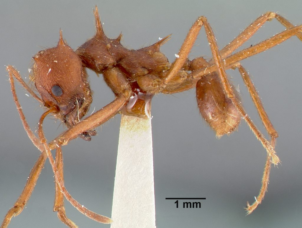 Texas Leaf Cutter Ant