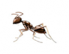 WHITE-FOOTED ANT
