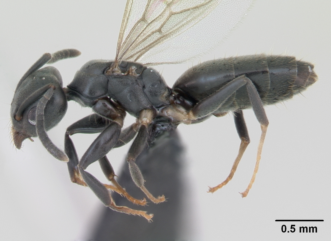 White-footed Ant | Terminix