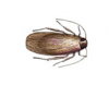Woods Cockroach - Male