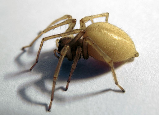 Yellow Sac Spider