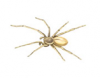 Yellow Sac Spider