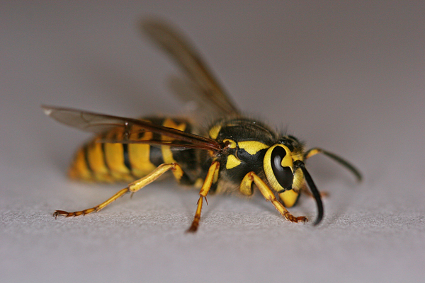 Yellow Jacket