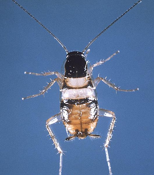 Brown Banded Cockroach