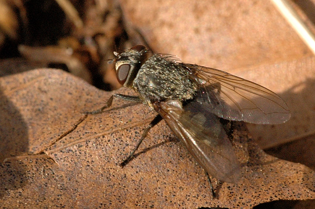 Cluster Fly