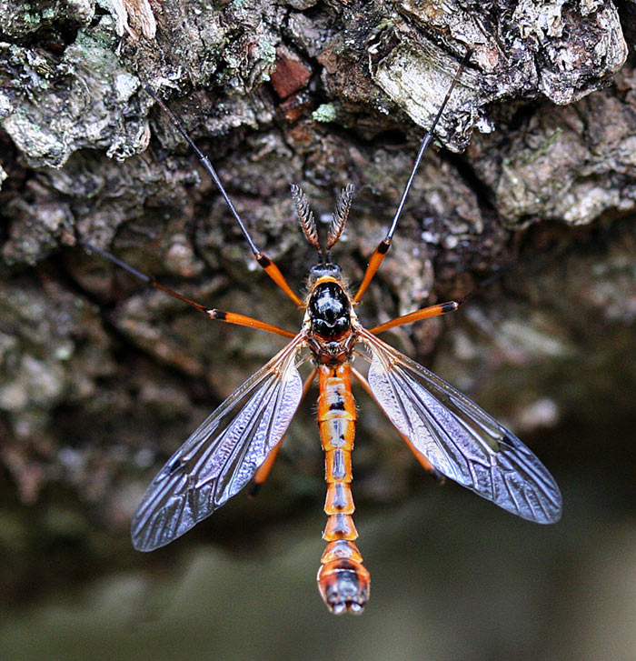 Crane Fly