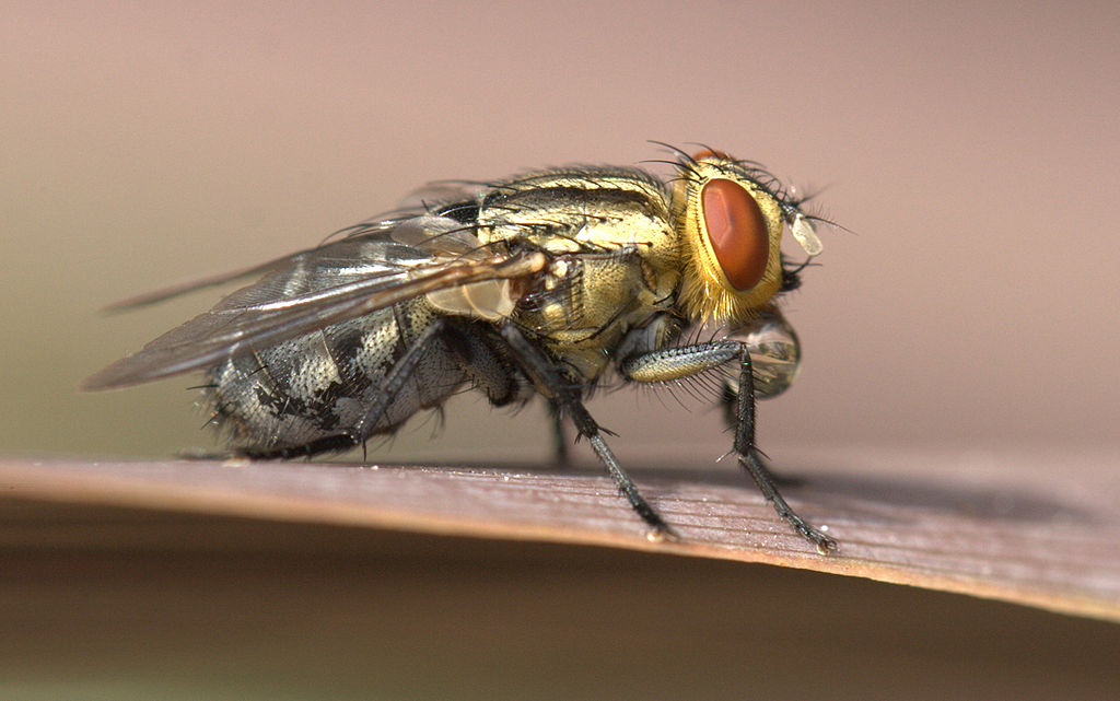 Flesh Fly