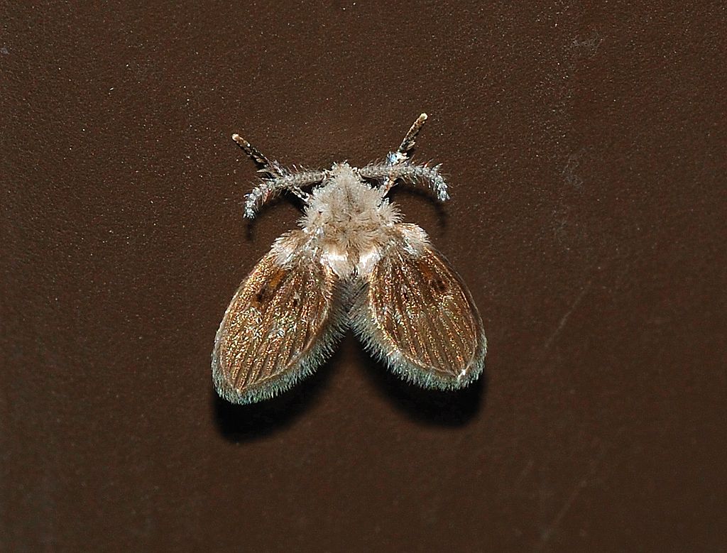 Moth (Drain) Fly