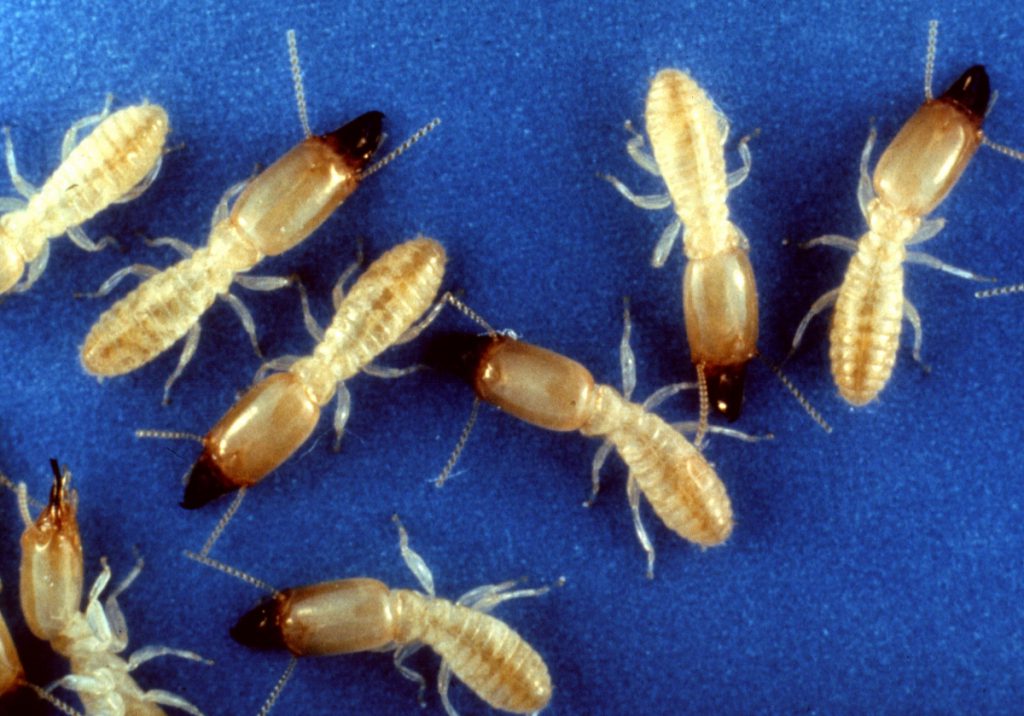 Subterranean Termite