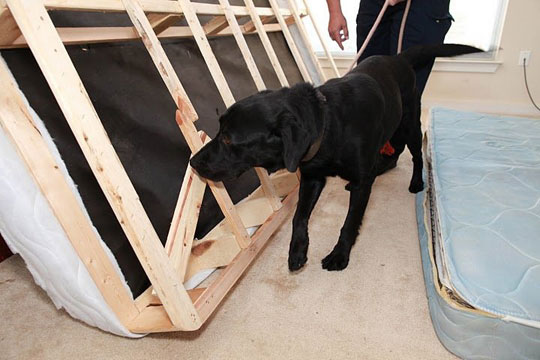 Silas the dog inspecting for bed bugs