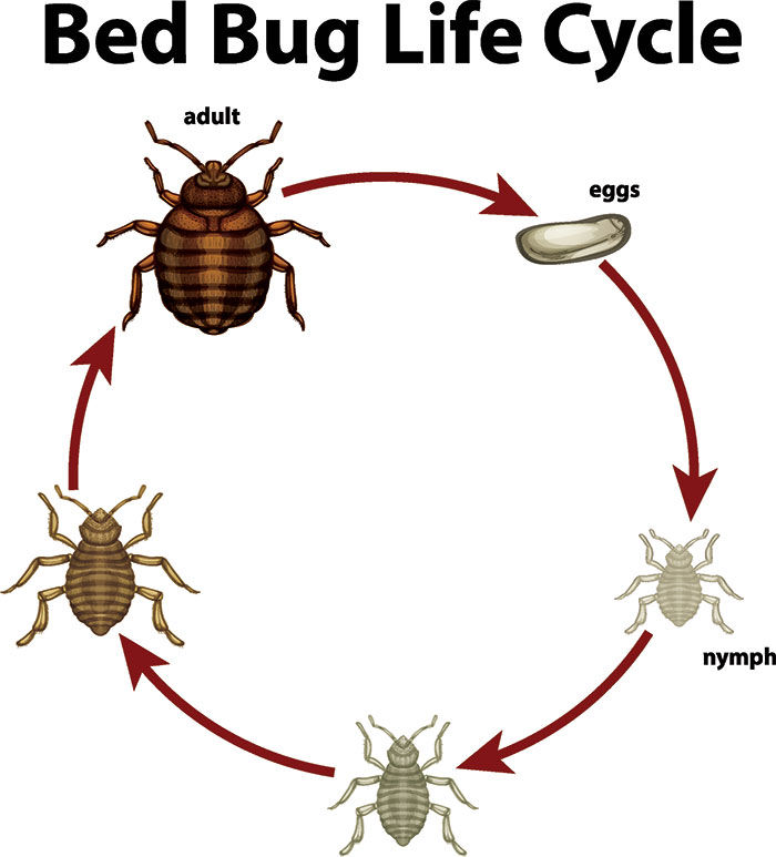 Know the Enemy: Bed Bugs