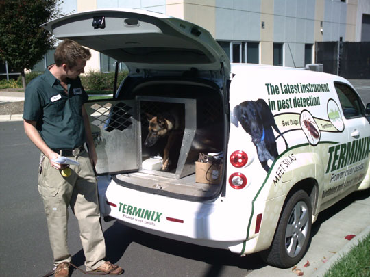 Dog getting ready to inspect for bed bugs