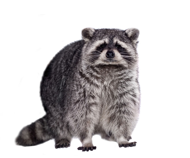 Raccoons