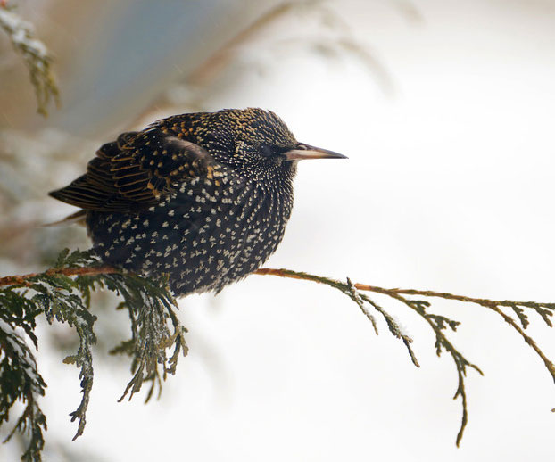 Starlings