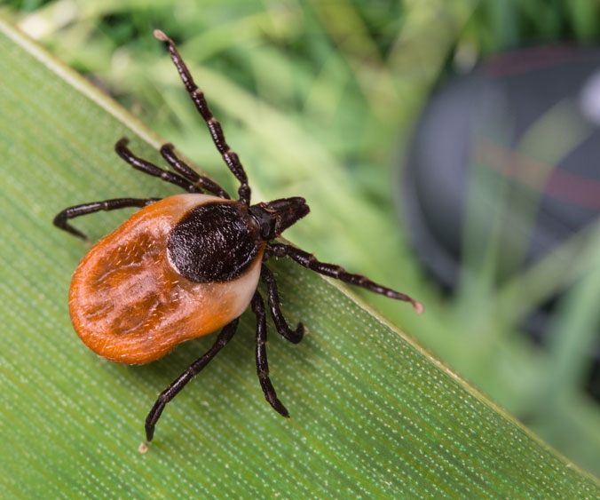 Tick Control