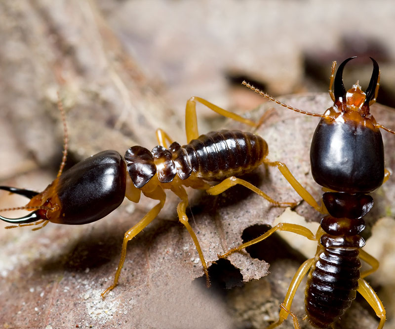 Why Termite Control is Important