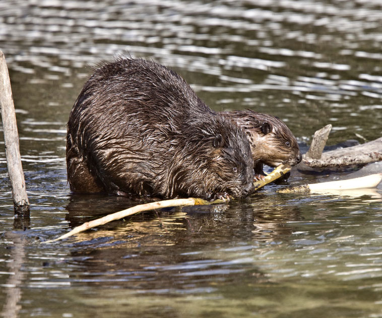 Beavers