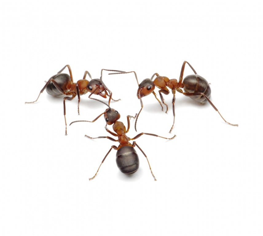 Fire Ant Control