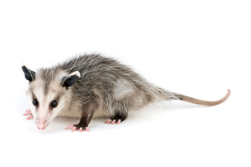 Opossums