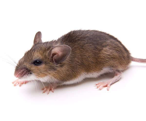 White-footed Mouse