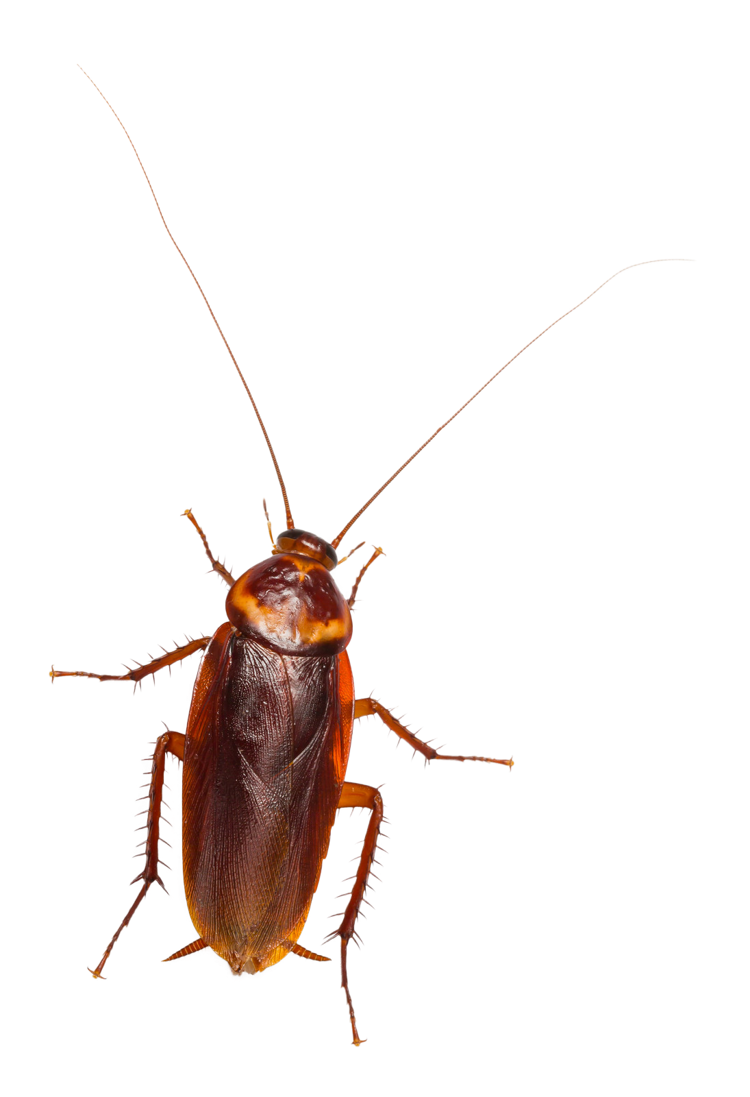 The Ultimate Guide to Understanding and Getting Rid of Cockroaches in