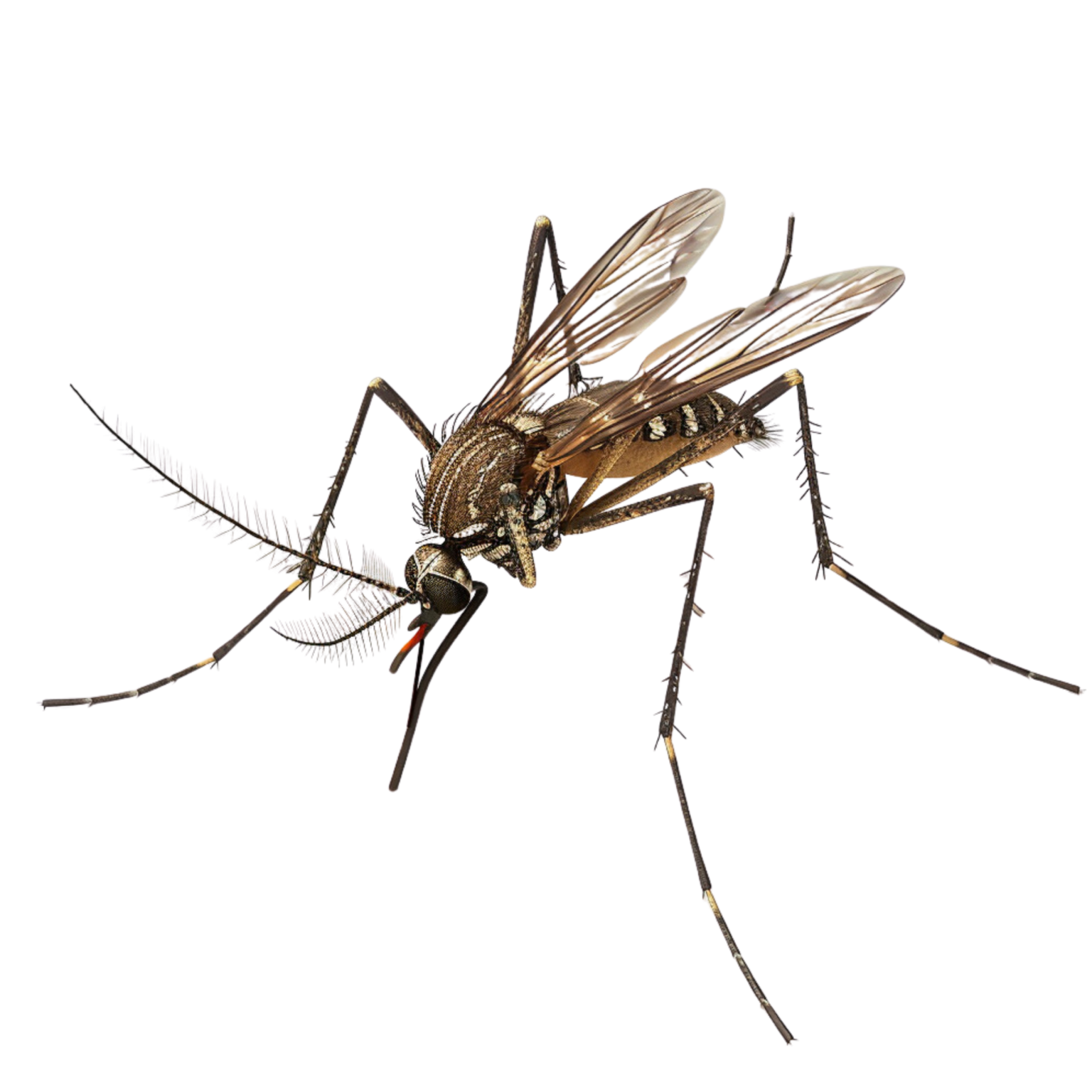 mosquito-control-prevention-eastern-nc-to-tidewater-va