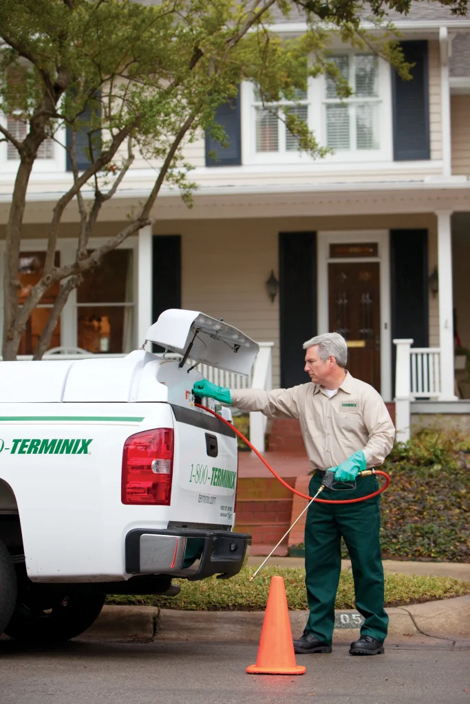 flying ants vs termites