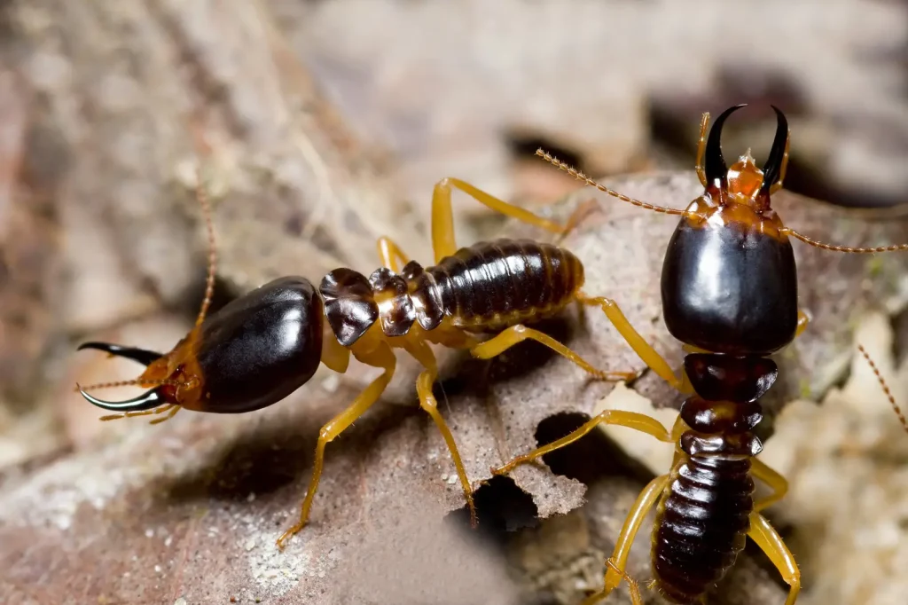 how to tell if termites are active