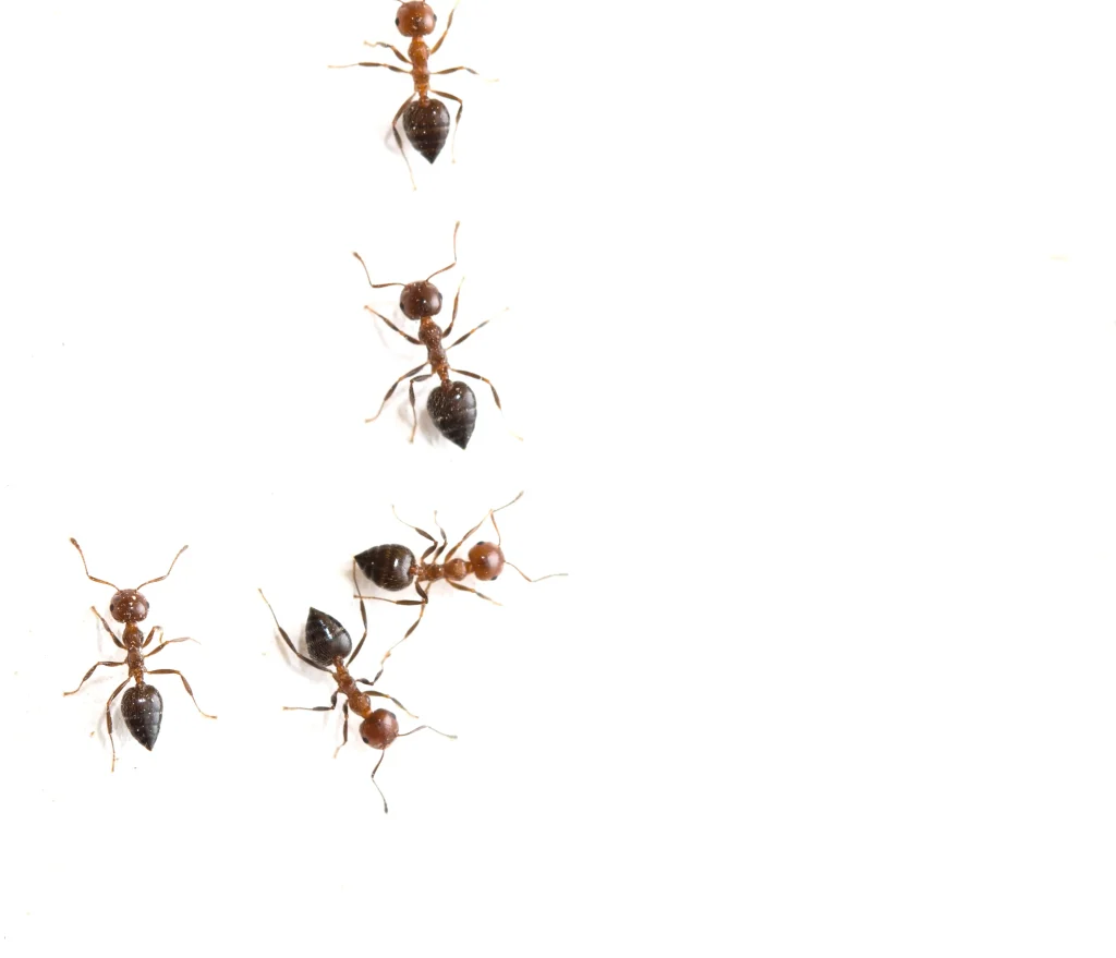 signs of carpenter ant damage