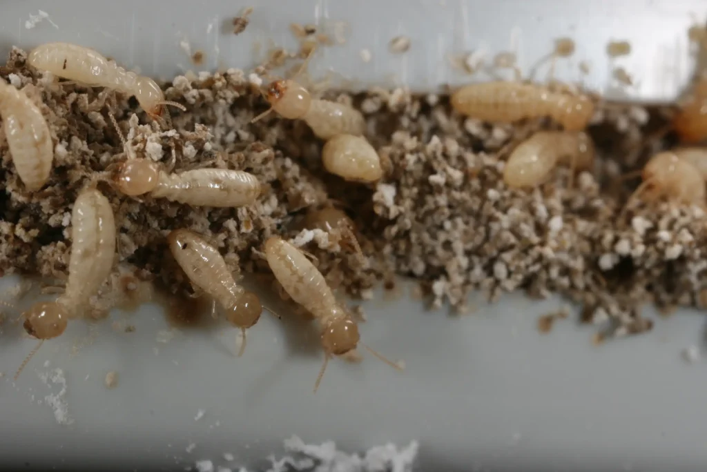 when do termites swarm